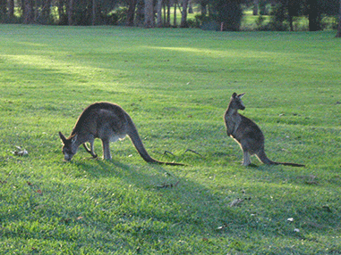 roos!
